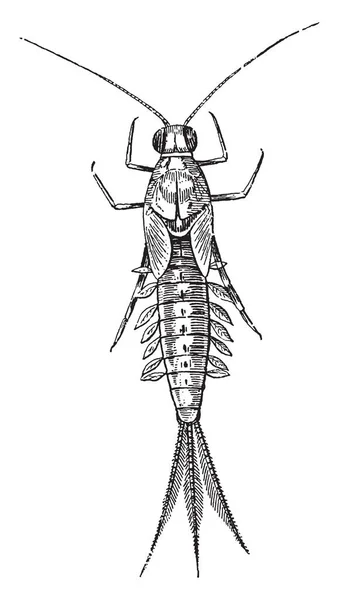 Mayfly Insetos Aquáticos Pertencentes Ordem Ephemeroptera Desenho Linha Vintage Gravura —  Vetores de Stock