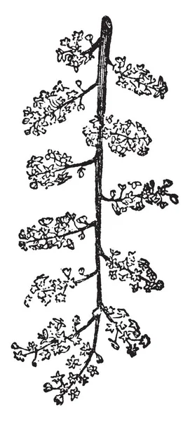 그림은 아시아와 빈티지 드로잉 Anamirta Cocculus 식물의 보여주는 — 스톡 벡터