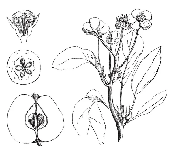 Una Pera Europea Conosciuta Come Pyrus Communis Una Specie Pera — Vettoriale Stock
