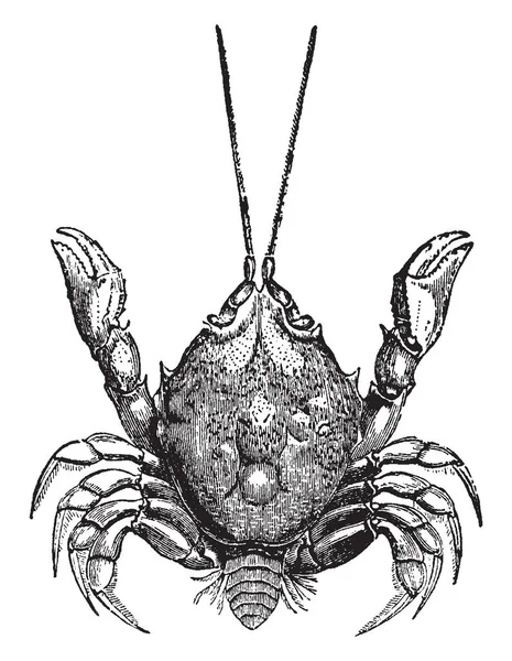 Corystes Cassivelaunus 前面的脚是关于身体的长度 复古线画或雕刻插图 — 图库矢量图片