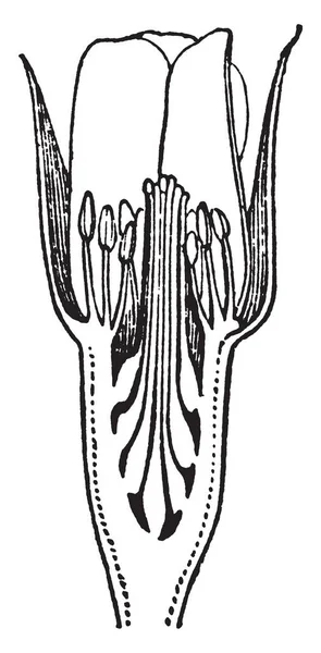 Этом Изображении Показан Участок Розы Этом Изображении Изображена Внутренняя Часть — стоковый вектор