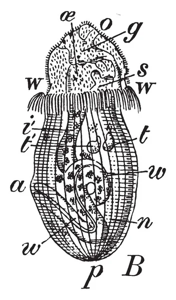 Interior Anatomy Larva Peanut Worm Which One Twelfth Inch Long — Stock Vector