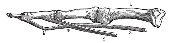 Diese Illustration Stellt Mittelhandknochen Und Phalangealknochen Der Finger Vintage Linienzeichnung — Stockvektor