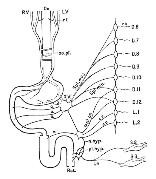 Illustration Represents Nerves Alimentary Canal Vintage Line Drawing Engraving Illustration — Stock Vector