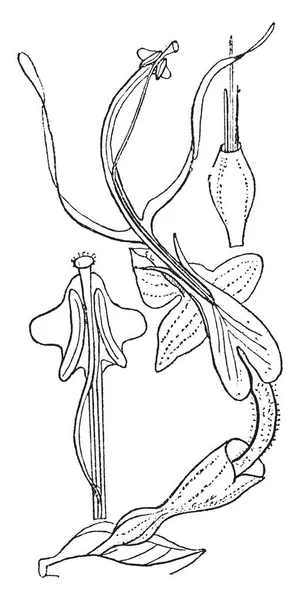 这张图片是从跳舞女孩生姜植物 在其中被告诉了关于它的零件 柱头和乙醚 样式和流产雄蕊 复古线图画或雕刻例证 — 图库矢量图片
