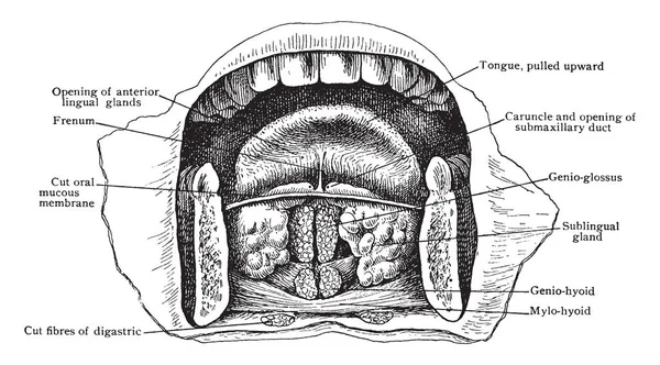 Dieses Diagramm Repräsentiert Den Vorderen Teil Des Mundbodens Die Vintage — Stockvektor
