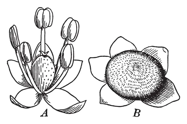 Bir Cins Chenopodium Veya Ailesi Ile Meyve Tüysüz Otlar Chenopodiaceae — Stok Vektör