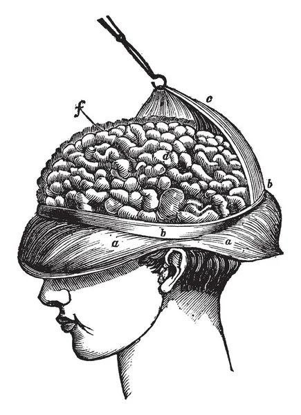 Hemisférios Cérebro Propriamente Dito Cerebrum Desenho Linha Vintage Gravura Ilustração —  Vetores de Stock