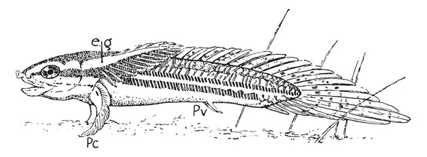 Polypterus Rod Sladkovodních Ryb Bichir Rodiny Vintage Kreslení Čar Nebo — Stockový vektor