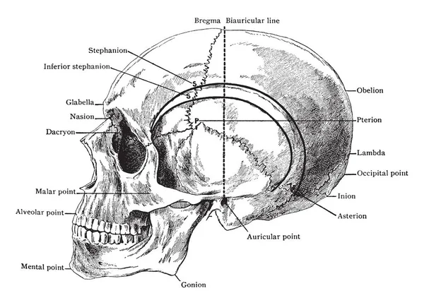 この図を表します頭蓋骨を示す様々 なポイント ビンテージの線描画や彫刻イラスト — ストックベクタ