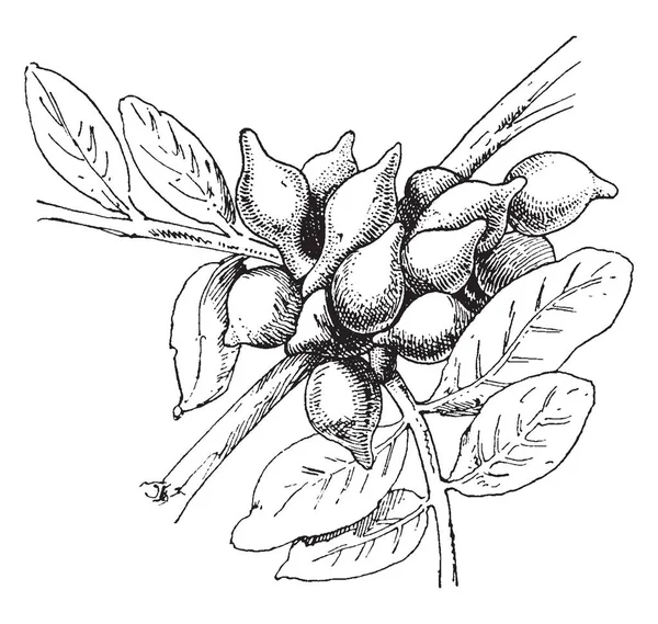 一束乌贼蛋附着在植物上 老式线条画或雕刻插图 — 图库矢量图片