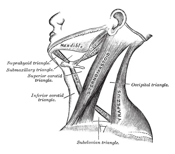 Questa Illustrazione Rappresenta Triangoli Del Collo Disegno Linee Vintage Incisione — Vettoriale Stock