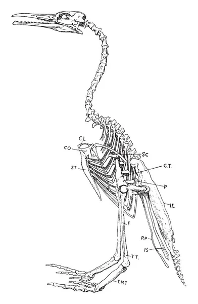 Hesperornis Genere Uccelli Acquatici Senza Volo Illustrazione Linee Vintage Incisione — Vettoriale Stock