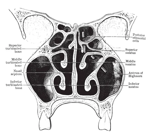 Esta Ilustração Representa Nasal Fossae Desenho Linha Vintage Gravura Ilustração —  Vetores de Stock