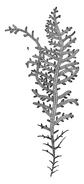 Liverwort Flowerless 간단한 이다입니다 그것은 빈티지 그림의 — 스톡 벡터