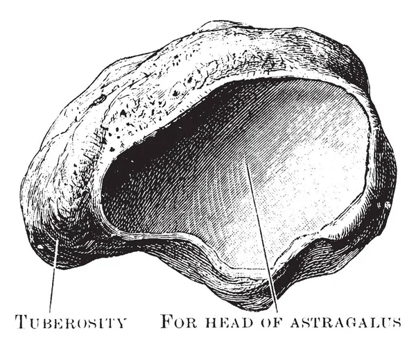 Questa Illustrazione Rappresenta Osso Navicolare Visto Dietro Disegno Linee Vintage — Vettoriale Stock