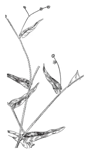 Brown Eyed スーザン植物を図します 頭花は葉が掌状 枚の花弁と黄色の形します それはキク科に属するし ルドベキア三葉 ビンテージの線描画や彫刻イラストと呼ばれても — ストックベクタ