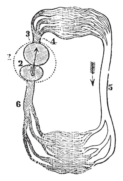 魚の循環 ビンテージの線描画や彫刻イラストに 心室から血液を運ぶ血管 — ストックベクタ