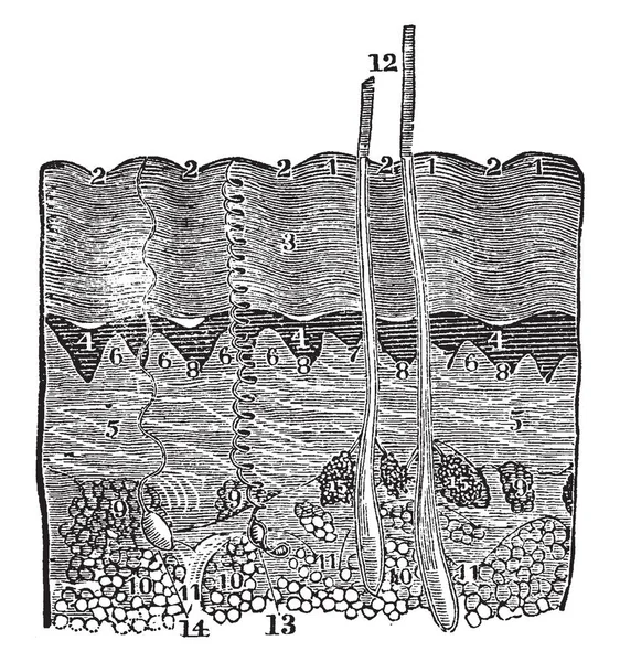 Deze Afbeelding Vertegenwoordigt Een Diagram Van Huid Vintage Lijntekening Gravure — Stockvector