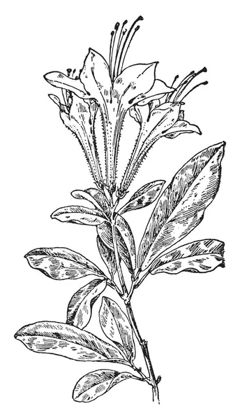 Imagen Muestra Madreselva Del Pantano Blanco También Conocida Como Rhododendron — Vector de stock