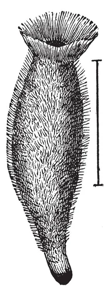 Sycon Ciliatum 是一种属于家庭 Sycettidae 的钙质海绵 老式线条画或雕刻插图 — 图库矢量图片