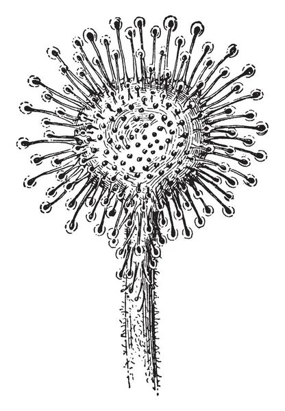 图片显示叶片毛毡苔植物叶 它属于 Droseraceae 引诱家庭和消化昆虫使用柄黏腺体覆盖其叶表面 它也被称为毛毡苔 复古线画或雕刻插图 — 图库矢量图片