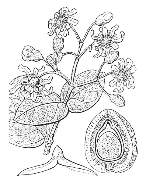 太字熟した果実と胚のセクションを別々 に示す工場 ビンテージの線描画や彫刻図の図 — ストックベクタ
