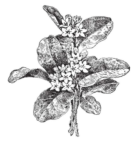 Ezen Képen Látható Nyom Arbutus Növény Hogy Hívják Arbutus Mayflower — Stock Vector