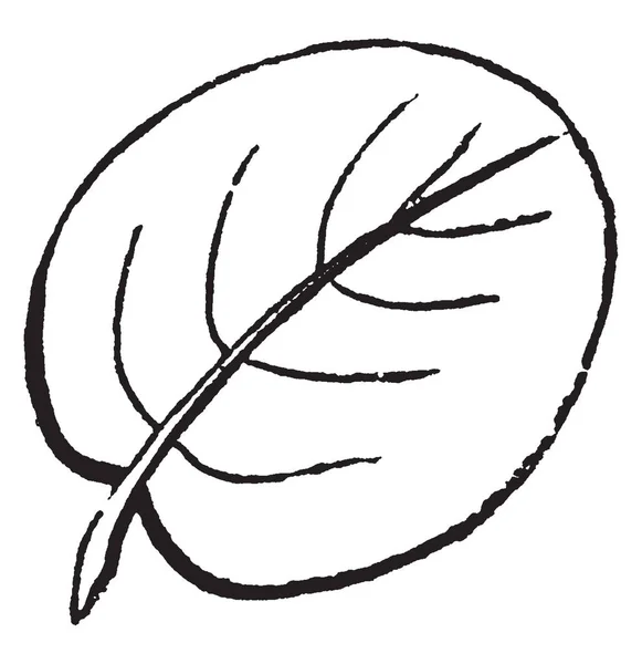 Вертолет Семя Происходят Отличительных Пар Винтажные Линии Рисунок Гравировка Иллюстрации — стоковый вектор