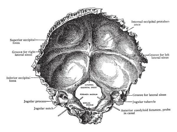 Esta Ilustración Representa Superficie Interna Del Hueso Occipital Dibujo Líneas — Archivo Imágenes Vectoriales