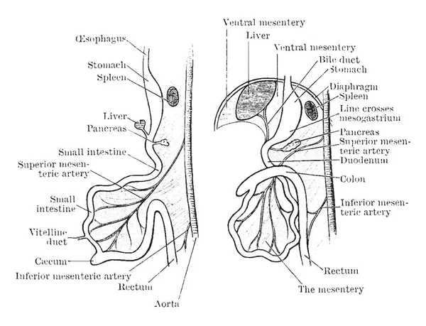 Dit Diagram Vertegenwoordigt Ontwikkeling Van Intestinale Canal Vintage Lijntekening Gravure — Stockvector