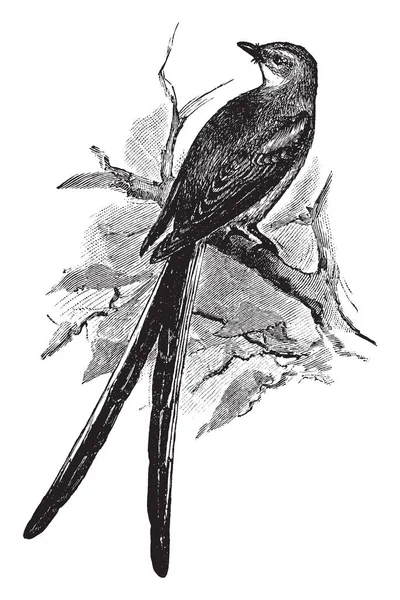 Scissortailed Flycatcher Jest Zoologii Rodziny Tyrankowatych Tyrannidae Vintage Rysowania Linii — Wektor stockowy