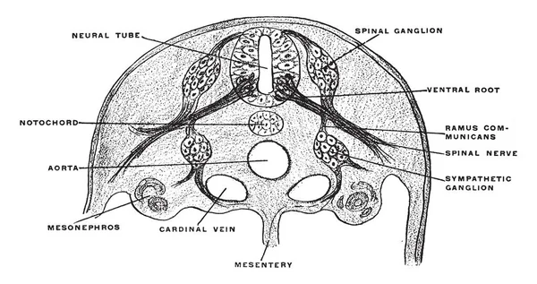 この図は 脊髄神経の開発 ビンテージの線描画や彫刻イラスト — ストックベクタ