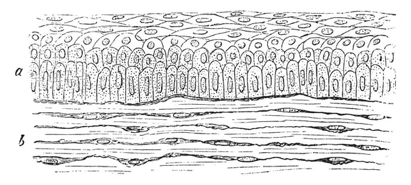 Seção Vertical Epitélio Estratificado Córnea Coelho Desenho Linha Vintage Gravura — Vetor de Stock