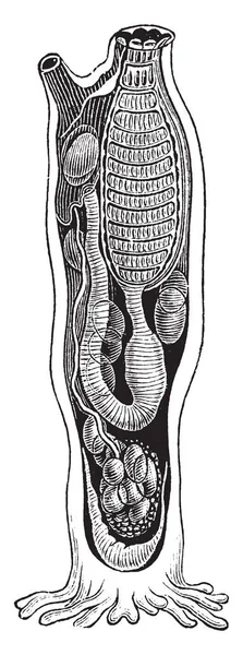 海喷是一个 Paraphyletic Subphylum 复古线画或雕刻插图 — 图库矢量图片