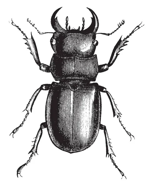 Longhorn Beetle Est Une Famille Cosmopolite Coléoptères Dessin Ligne Vintage — Image vectorielle