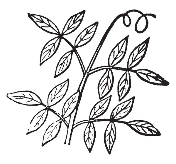 Obrázek Gill Země Aromatická Rostlina Čeledi Hluchavkovitých Vintage Kreslení Čar — Stockový vektor