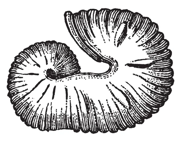 Вымершие Головоногие Ископаемые Скафиты Cephalopod Fossil Scaphites Equalis Вид Вымерших — стоковый вектор