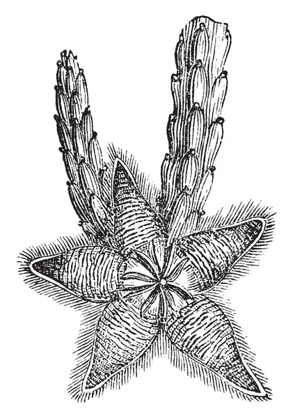 图片显示 Stapelia 开花植物 它有海星一样的花朵 它属于夹竹桃科家族 它有浓密的头发在植物和茎直立 绿色到红色 复古线画或雕刻插图 — 图库矢量图片
