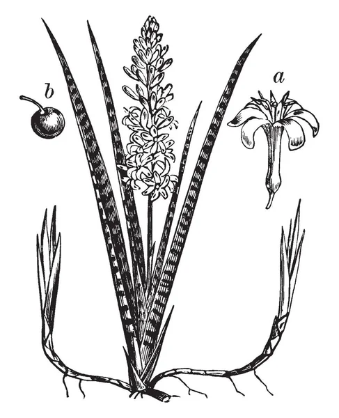 Uma Foto Mostra Planta Cobra Asparagaceae Uma Espécie Planta Com — Vetor de Stock