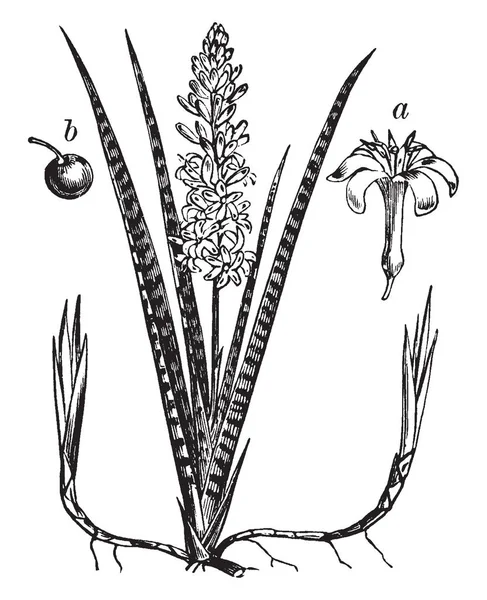 식물을 보여줍니다 그것은 Asparagaceae 가족에 식물입니다 과일을 그림을 보여주는 빈티지 — 스톡 벡터