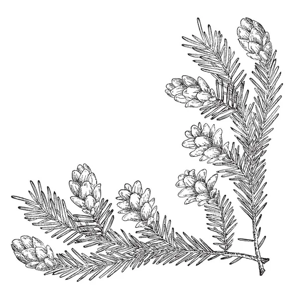 Pine Cone Corner Нижний Правый Угол Украшения Букв Открыток Рисования — стоковый вектор