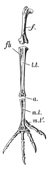 Bones Hind Limb Eagle Femur Tibio Tarsus Vintage Line Drawing — Stock Vector