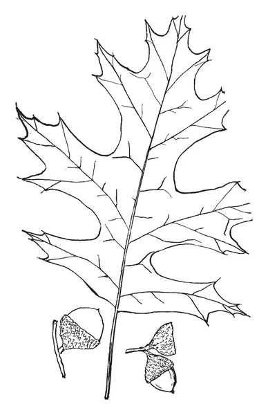 画像は 甘い永遠 ハハコグサ着目として知られているを示しています それは 複合家族 キク科に属しています 木の花は小さく 白または淡い黄色と葉が針のような長い ビンテージの線描画や彫刻イラスト — ストックベクタ