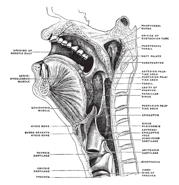 Coupe Médiane Sagittal Tête Cou Dessin Gravure Vintage — Image vectorielle