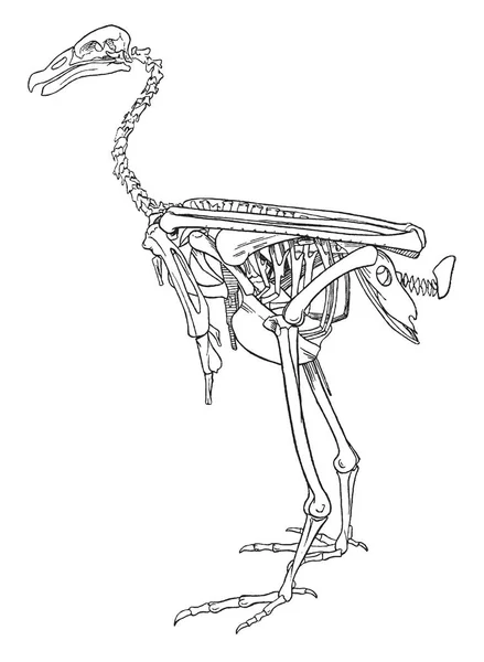 秃鹰的整个骨架显示了主要骨骼的相对位置 复古线画或雕刻插图 — 图库矢量图片