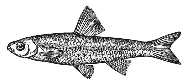 Spottail 鲤鱼或黑眼圈也称为产卵者 复古线画或雕刻插图 — 图库矢量图片