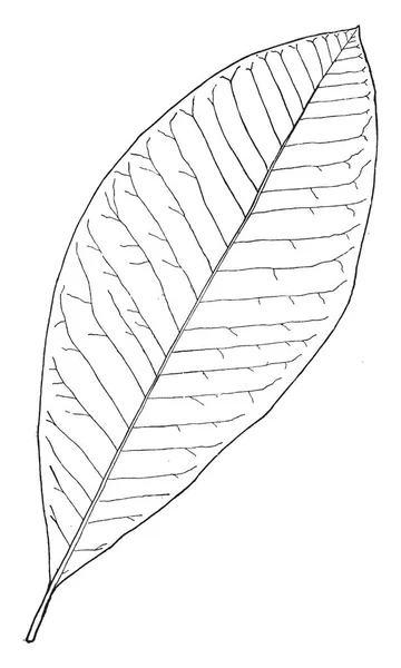 Arbres Arbustes Ornementaux Ligneux Courte Durée Constituant Genre Betula Répartis — Image vectorielle