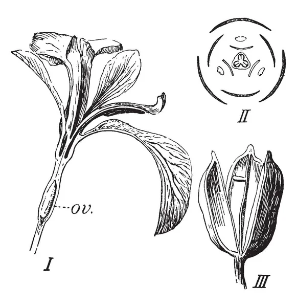 Une Photo Montrant Iris Sont Les Étapes Croissance Des Fleurs — Image vectorielle