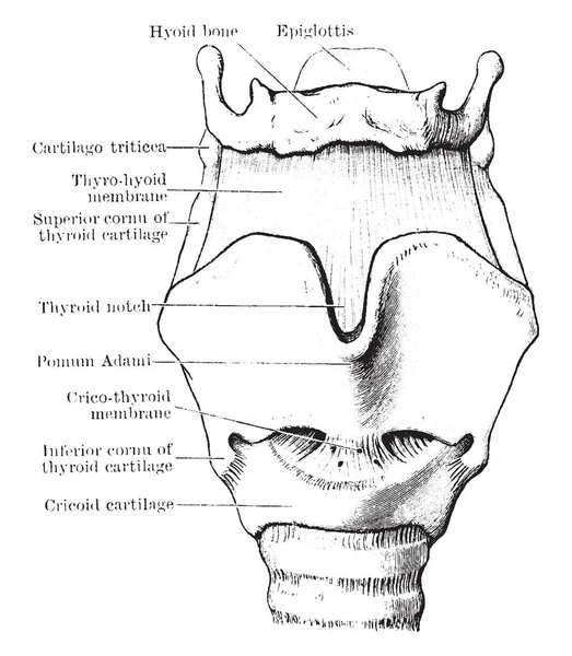 この図を表します軟骨 喉頭の靭帯 ビンテージの線描画や彫刻イラスト — ストックベクタ